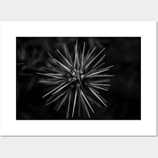 Photograph - Natural Symmetry: An Artistic View of a Spiky Plant Posters and Art